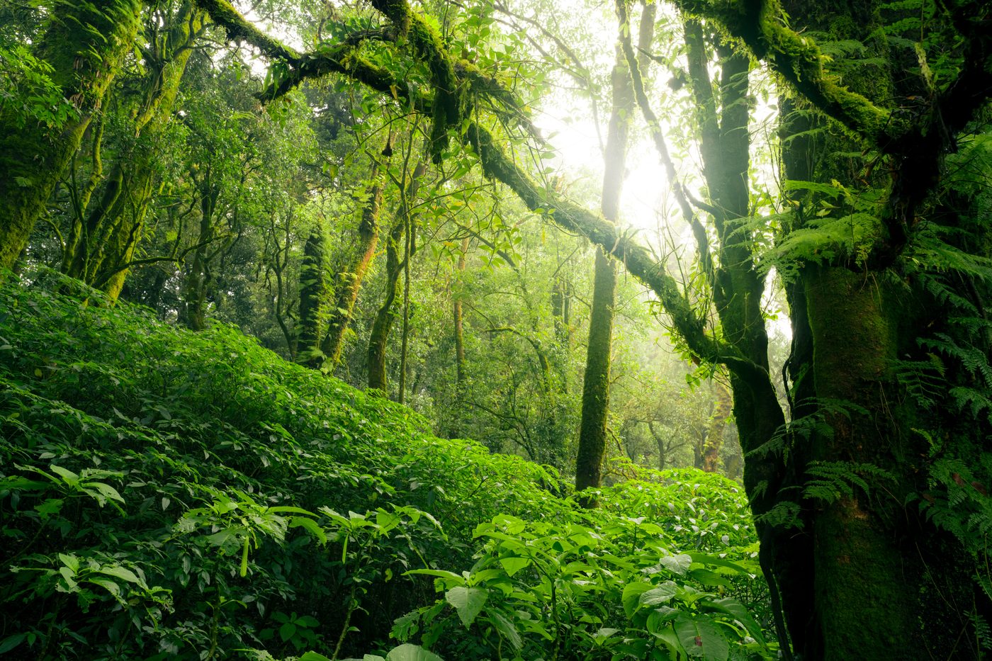 Rainforest carbon project